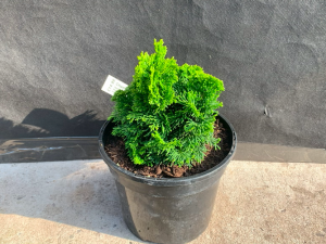 Chamaecyparis obtusa 'Butter Ball'-0