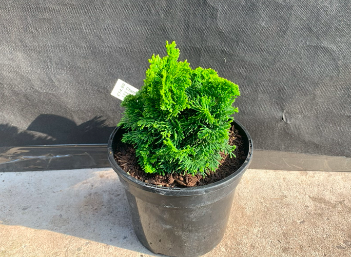 Chamaecyparis obtusa 'Butter Ball'-0