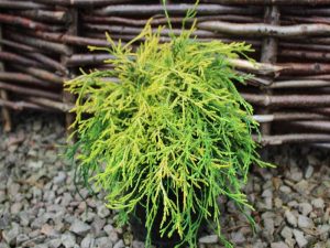 Chamaecyparis pisifera 'Sungold' AGM-0