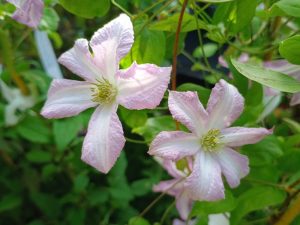 Clematis viticella 'Little Nell'-0
