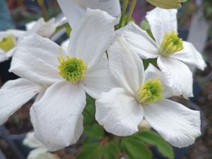 Clematis montana 'Alba'-0