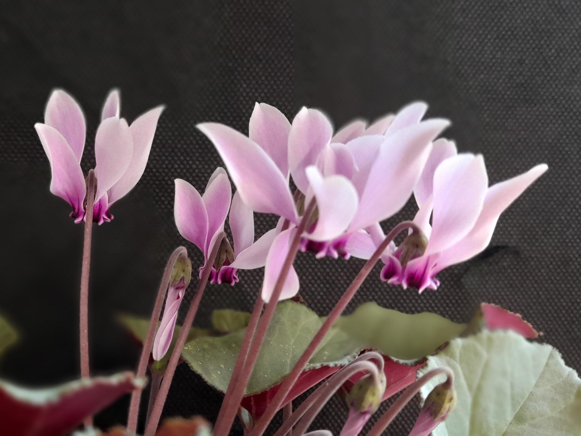 Cyclamen graecum 'Rhodopu'-0