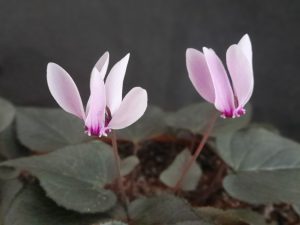 Cyclamen graecum 'Rhodopu'-0
