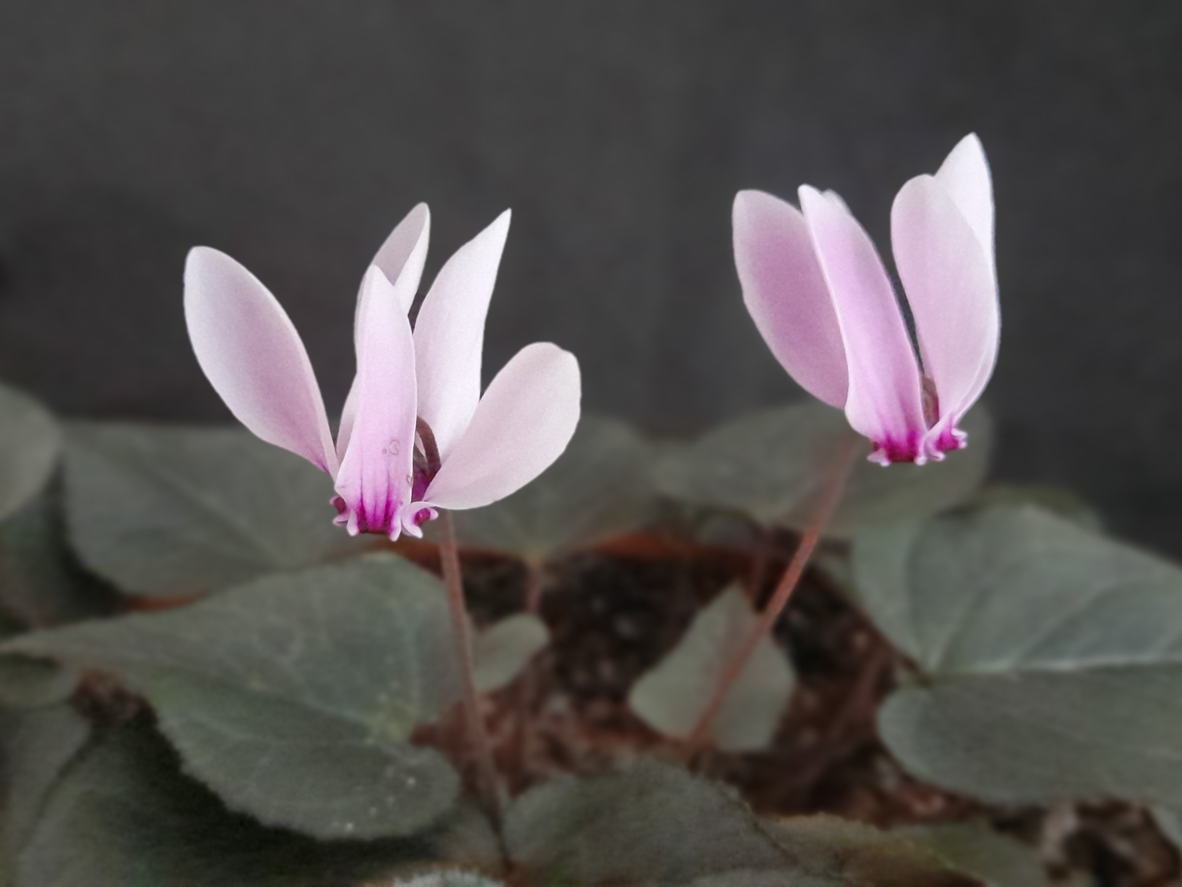 Cyclamen graecum 'Rhodopu'-0