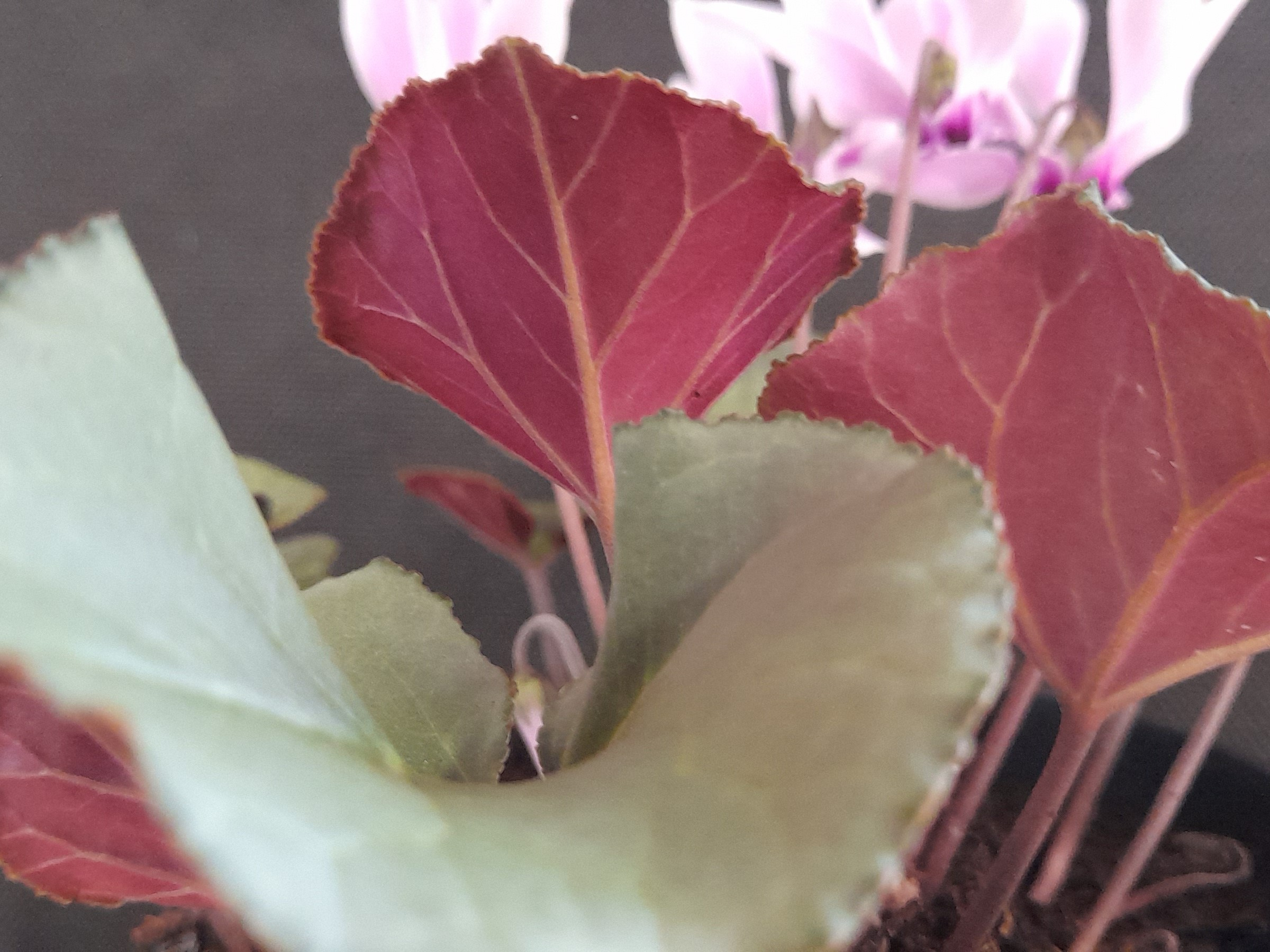 Cyclamen graecum 'Rhodopu'-24753