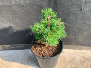 PInus mugo 'Gnom'-0
