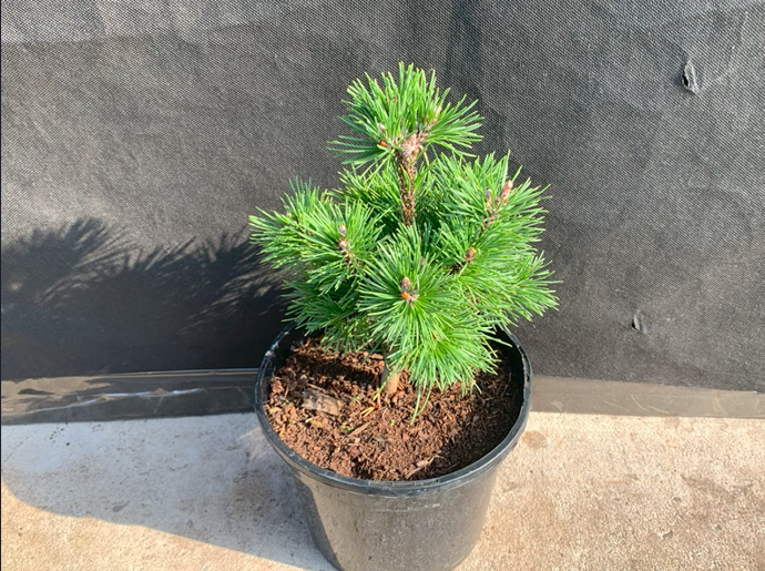 PInus mugo 'Gnom'-0