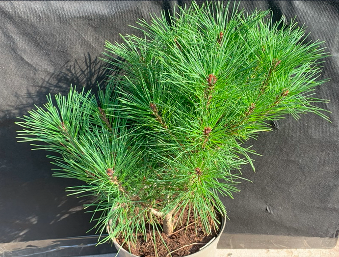 Pinus densiflora 'Hay Bud-0