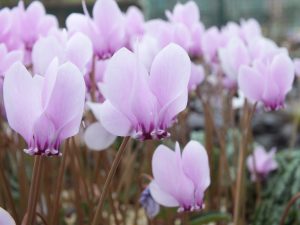 Cyclamen hederifolium Pink Shades collection of 12 plants.-0