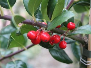 Ilex aquifolium 'J C Van Tol' 10L Specimen Pot-0
