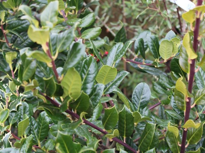 Ilex aquifolium 'J C Van Tol' 10L Specimen Pot-26577
