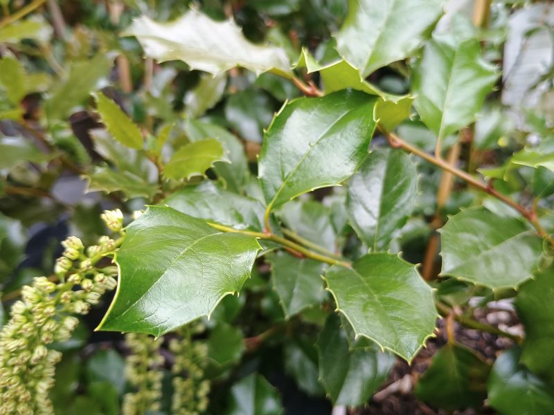 Itea ilicifolia-24941