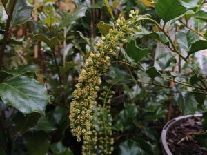 Itea ilicifolia-0