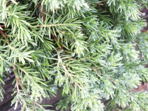 Juniperus conferta 'Blue Pacific'-0