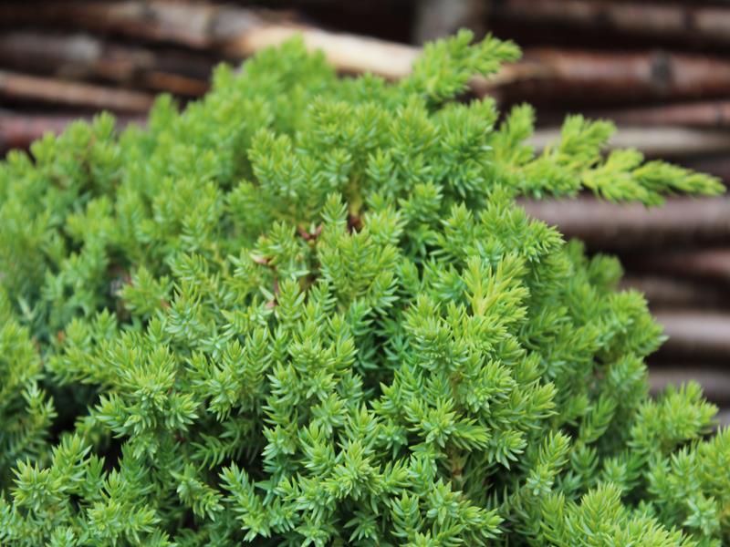 Juniperus procumbens 'Nana'-24775