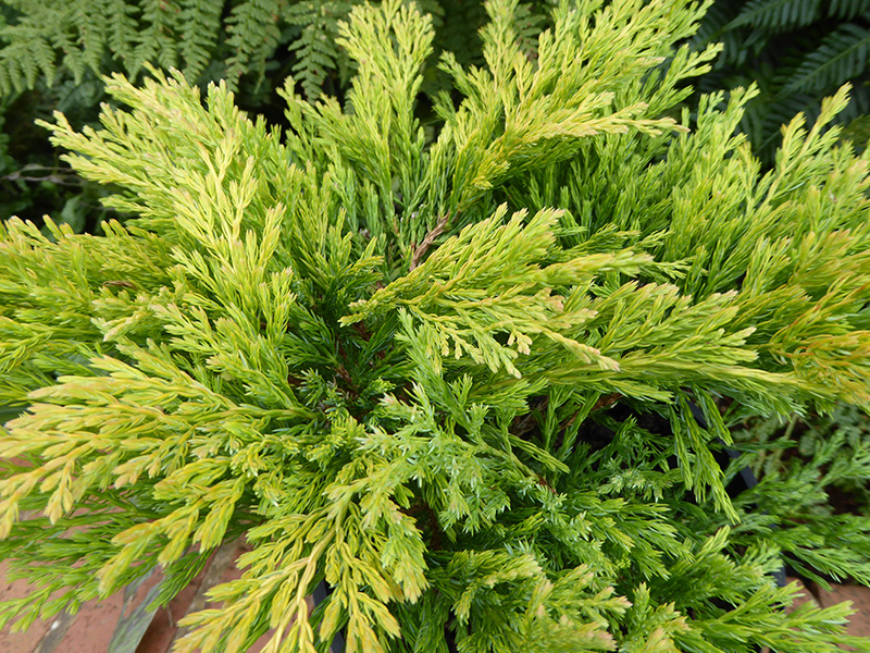 Juniperus horizontalis 'Lime Glow'-24773