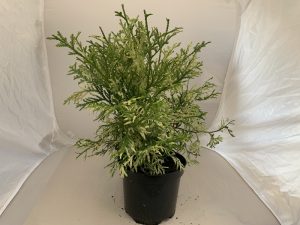 Thujopsis dolabrata 'Krugers Findling'-0