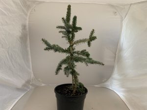 Picea omorika 'Pendula Bruns'-0