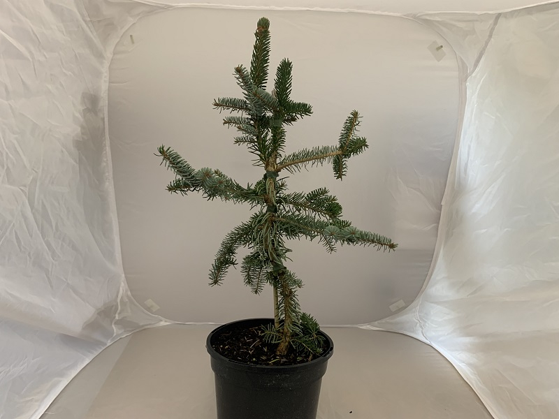 Picea omorika 'Pendula Bruns'-0