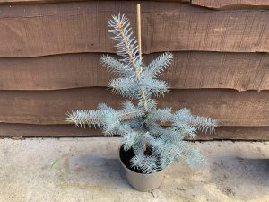 Picea pungens 'Edith'-0