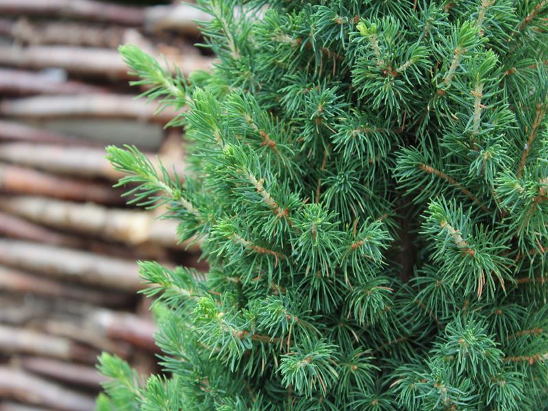 Picea glauca 'Albertiana Conica'-24780