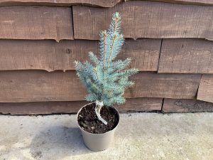 Picea pungens 'Iseli Fastigiata'-0