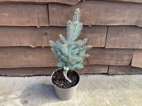 Picea pungens 'Iseli Fastigiata'-0