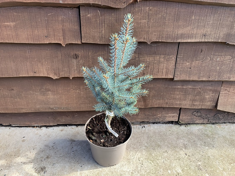 Picea pungens 'Iseli Fastigiata'-0