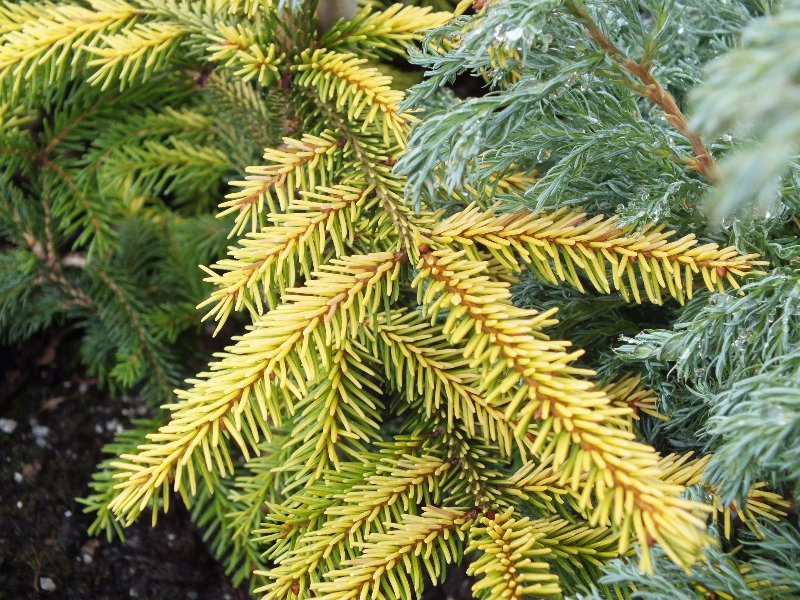 Picea orientalis 'Skylands'-24820