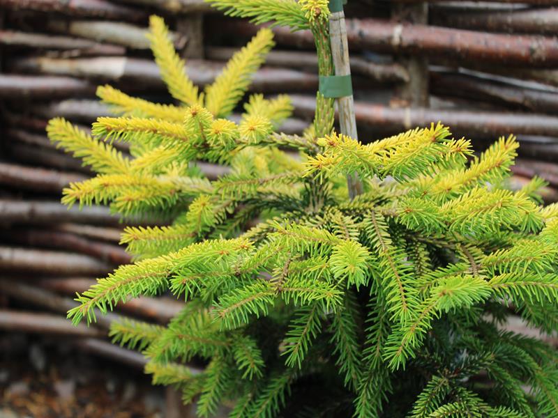Picea orientalis 'Skylands'-24822