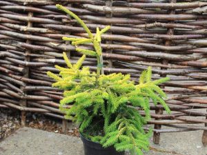 Picea orientalis 'Skylands'-0