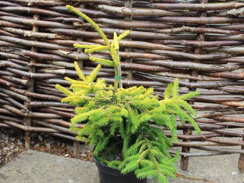 Picea orientalis 'Skylands'-0