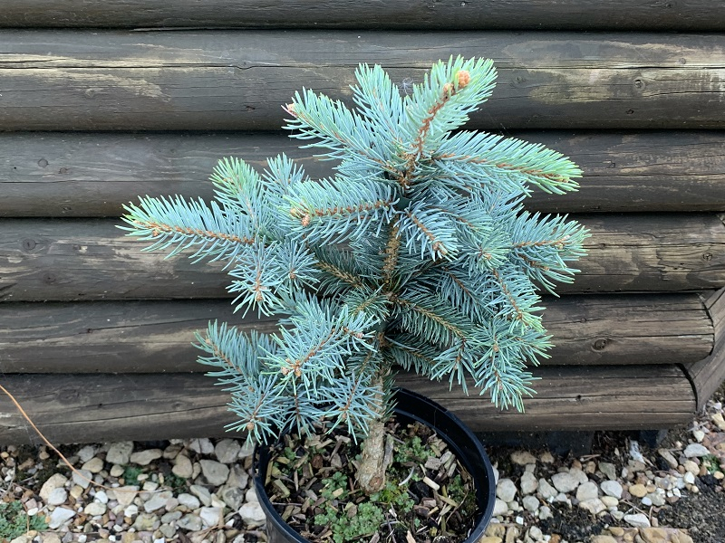 Picea pungens 'Blue Mist'-0