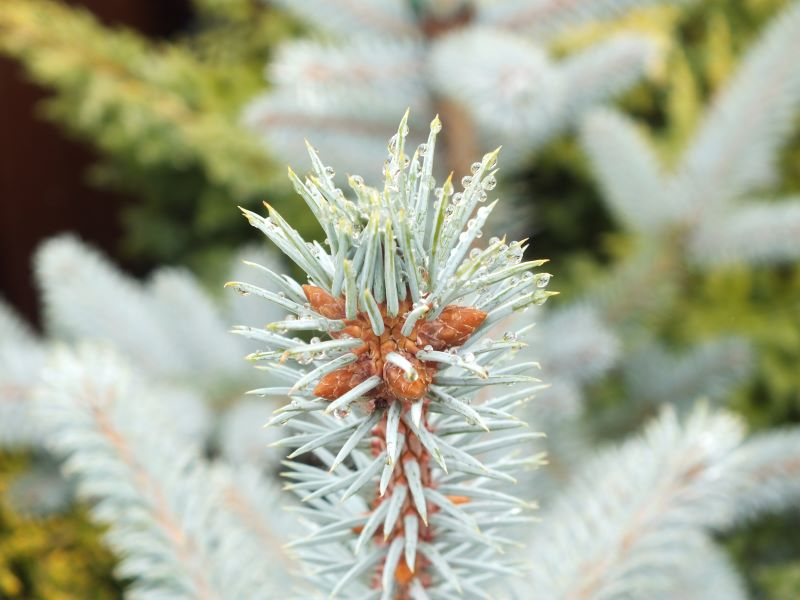 Picea pungens 'Edith'-25676