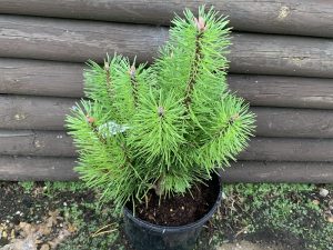 Pinus contorta 'Asher'-0