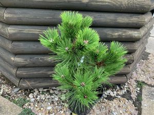 Pinus densiflora 'Low Glow'-0