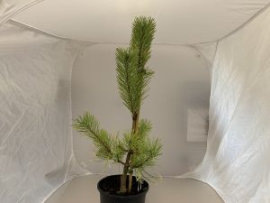 PInus sylvestris 'Gold Medal'-0