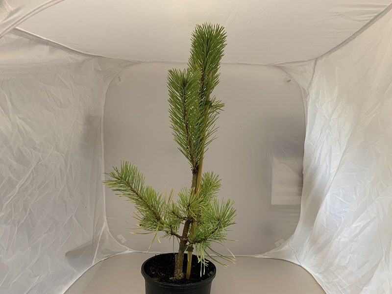 PInus sylvestris 'Gold Medal'-0
