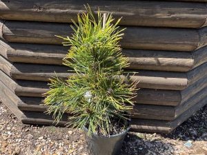 Pinus heldreichii (leucodermis) 'Aureospicata'-0