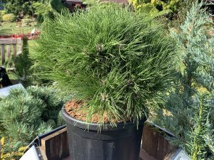 Pinus nigra x densiflora 'Marie Bregon'-0