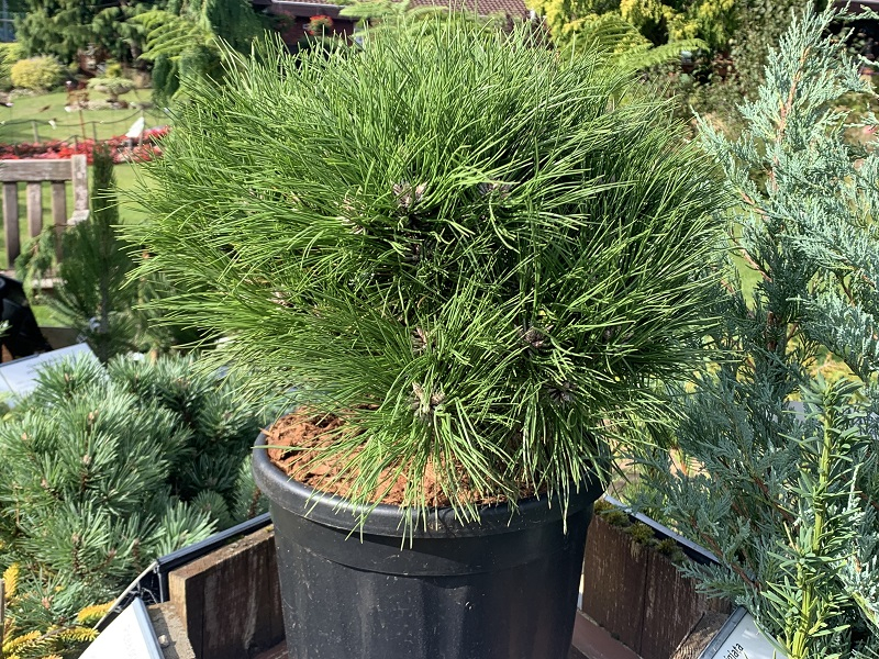 Pinus nigra x densiflora 'Marie Bregon'-0