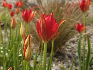 Tulipa sprengeri seeds-0