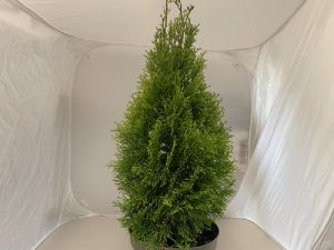 Thuja occidentalis 'Golden Smaragd'-0
