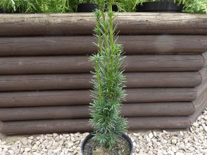 Taxus baccata 'Fastigiata Robusta'-0