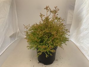 Thuja occidentalis 'Fire Chief'-0