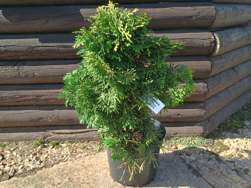 Thuja occidntalis 'Trompenburg'-25779