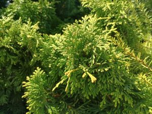 Thuja occidntalis 'Trompenburg'-0