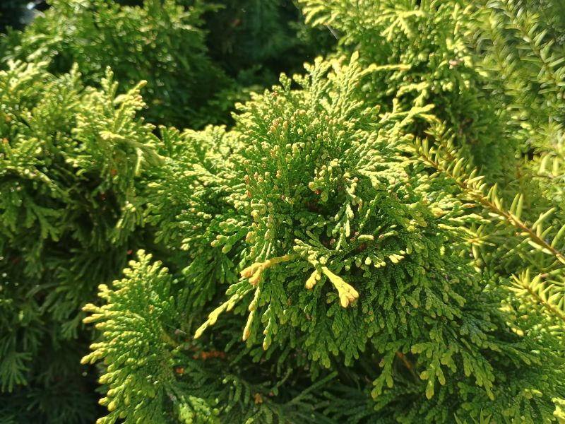 Thuja occidntalis 'Trompenburg'-0