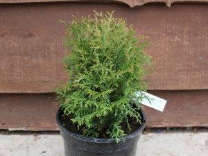 Thuja occidentalis 'Tiny Tim'-0