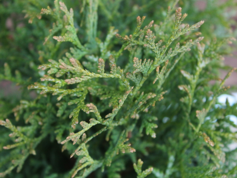 Thuja occidentalis 'Tiny Tim'-24790